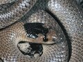 snake-image-credit-national-parks-and-wildlife