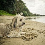 Pets Page Hero Image