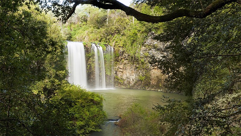 Dangar Falls, Dorrigo National Park. Photo: Hamilton Lund, Destination NSW