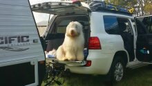 camping with pets